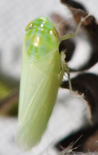 Synophropsis lauri